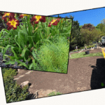 Eco Front Yard Flower