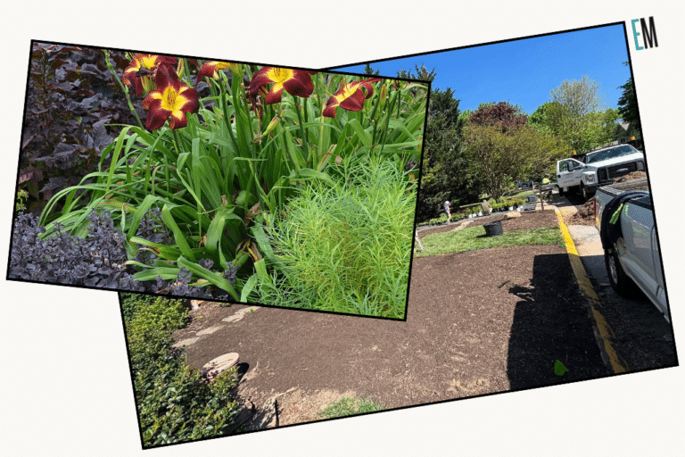 Eco Front Yard Flower